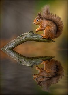 a squirrel sitting on top of a tree branch with its reflection in the still water