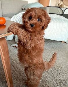 a brown dog standing on its hind legs in front of a table with an orange on it