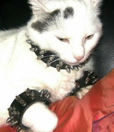 a white cat with spiked spikes on it's collar