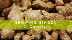 a pile of ginger roots with the words growing ginger in ontario on it's side