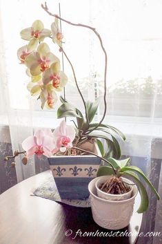 two potted orchids sit on a table in front of a window