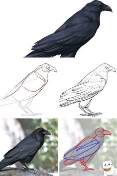 three different types of black birds sitting on top of a tree branch, one with red and