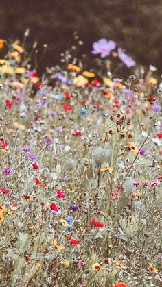 a field full of wildflowers and other flowers