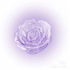 a white rose is shown in the middle of an image on a purple and white background