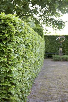 a hedge lined path in the middle of a park