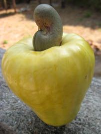 an apple shaped like a worm sitting on top of it's shell in the shape of a heart