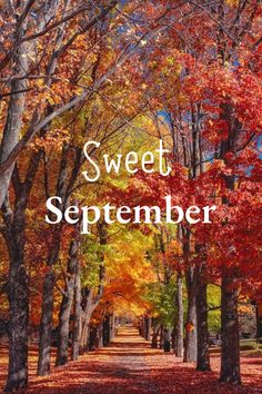 the words sweet november surrounded by trees with leaves on them and an image of fall foliage