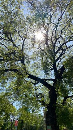 the sun shines through the branches of a large, leafy tree on a sunny day