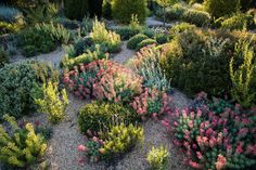 a garden filled with lots of different types of flowers and plants on top of gravel