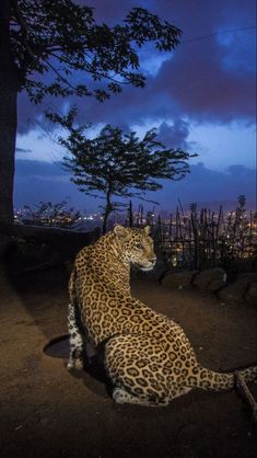 a large leopard sitting on top of a dirt field next to trees and bushes at night