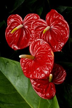 three red flowers with green leaves in the background