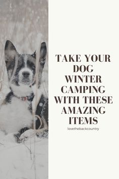 a black and white dog sitting in the snow with text over it that reads, take your dog winter camping with these amazing items