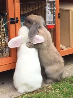 two rabbits are playing with each other outside