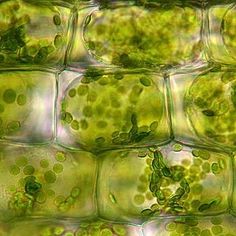 some green plants are growing in the water and on top of ice cubes that look like they have been frozen