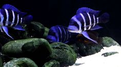 two blue and white fish in an aquarium