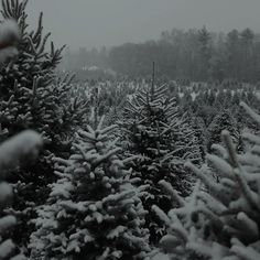 snow covered pine trees in the woods