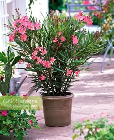 a potted plant with pink flowers sitting on the ground in front of some other plants