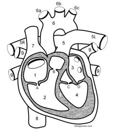 the human heart coloring page for kids