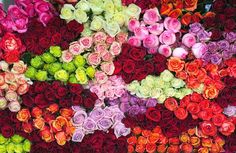 many different colored roses are arranged together