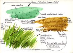 an image of different types of grass on a white sheet with green and brown ink