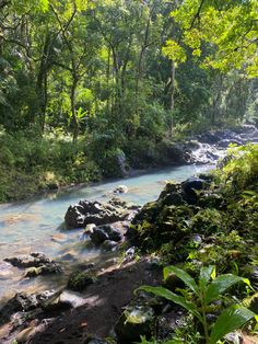 a river running through a lush green forest