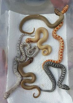 several different types of snakes in a plastic bag on top of a white cloth covered table