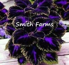 purple and green flowers sitting on top of a wooden table