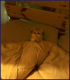 a small kitten sitting on top of a bed under a wooden headboard with pillows