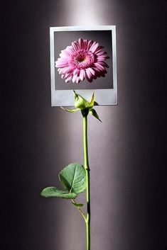 a single pink flower is placed in front of a black background with a white frame