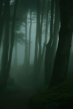 foggy forest with trees and grass on the ground