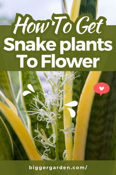 A snake plant (also known as mother-in-law plant or Sansevieria plant) in full bloom, showcasing successful snake plant care techniques for growing plants indoors as household plants. The image highlights the beauty of this popular indoor plant and offers insights into plant care houseplant strategies. Planter Filler, Acorn Crafts, Gardening Inspiration, Growing Tips, Flower Bowl