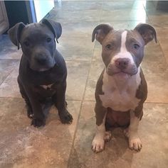 two dogs sitting on the floor next to each other