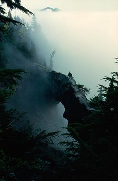 a man standing on top of a cliff in the foggy forest with trees around him