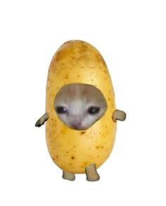 an animal that is standing next to a potato