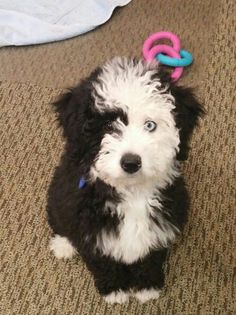 a small black and white dog sitting on top of a floor next to a toy