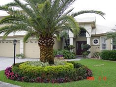 a palm tree in the front yard of a house with flowers and shrubs around it