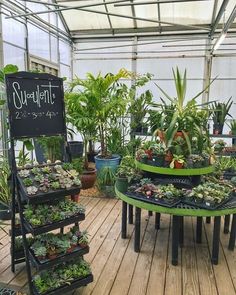 several potted plants are on display in a greenhouse