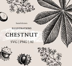 an illustration of chestnutnuts with leaves and acorns