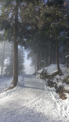 a person riding skis down a snow covered slope next to tall pine trees on a foggy day