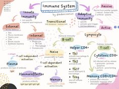 an info sheet with different types of words and phrases on it, including information about the human