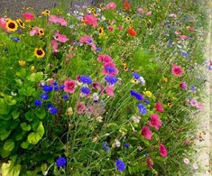 an assortment of wildflowers and other flowers growing in a flower bed on the side of a road