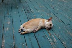 a small dog laying on top of a wooden floor next to a sign that says thank you, personal trainer