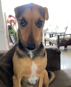 a brown and black dog sitting on top of a couch