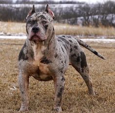 a dog standing in the middle of a field with snow on it's ground