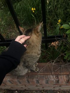 a person petting a cat on top of a brick wall in front of flowers