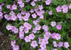 small purple flowers are growing in the grass