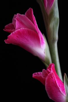 two pink flowers on a black background