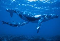 two humpback whales swimming in the ocean