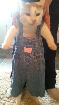 the cat is wearing overalls and standing on its hind legs