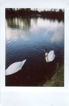 two swans swimming in the water near each other